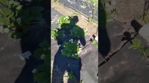 Вологодская область.Обзор клубники.Замёрзли цветы..(