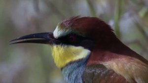 From the Mediterranean to the Alps - Wild & Wide Awake: Spring across Europe 1/2 - Go Wild