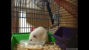 Dumbo Rats Eating Curds | Крысы дамбо кушают творог