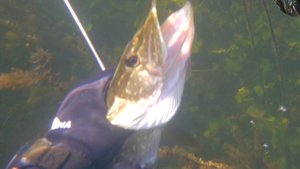 ПОДВОДНАЯ ОХОТА Три дальних выстрела и три щуки