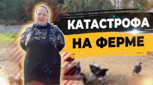 Нас хотят закрыть! Отключили свет на ферме. Вся продукция испорчена.