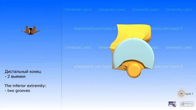 3D анатомия локтевой кости смотреть онлайн