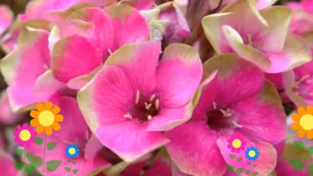 Флокс метельчатый Ореол (Aureole). Краткий обзор, описание характеристик, где купить рассада смотреть онлайн