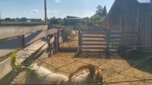 Какую траву любят козы. Повышаю удои у коз. "Мое Подворье"