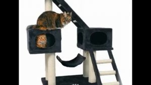 как кошку приучить к домику