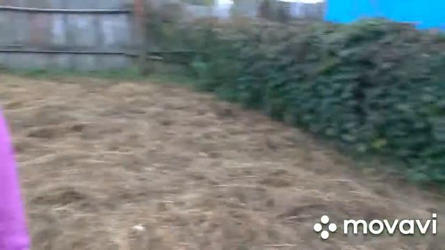 Спасаемся от воробьев?/мультипекарь моего детства?) смотреть онлайн