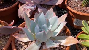 Variety of beautiful Echeverias