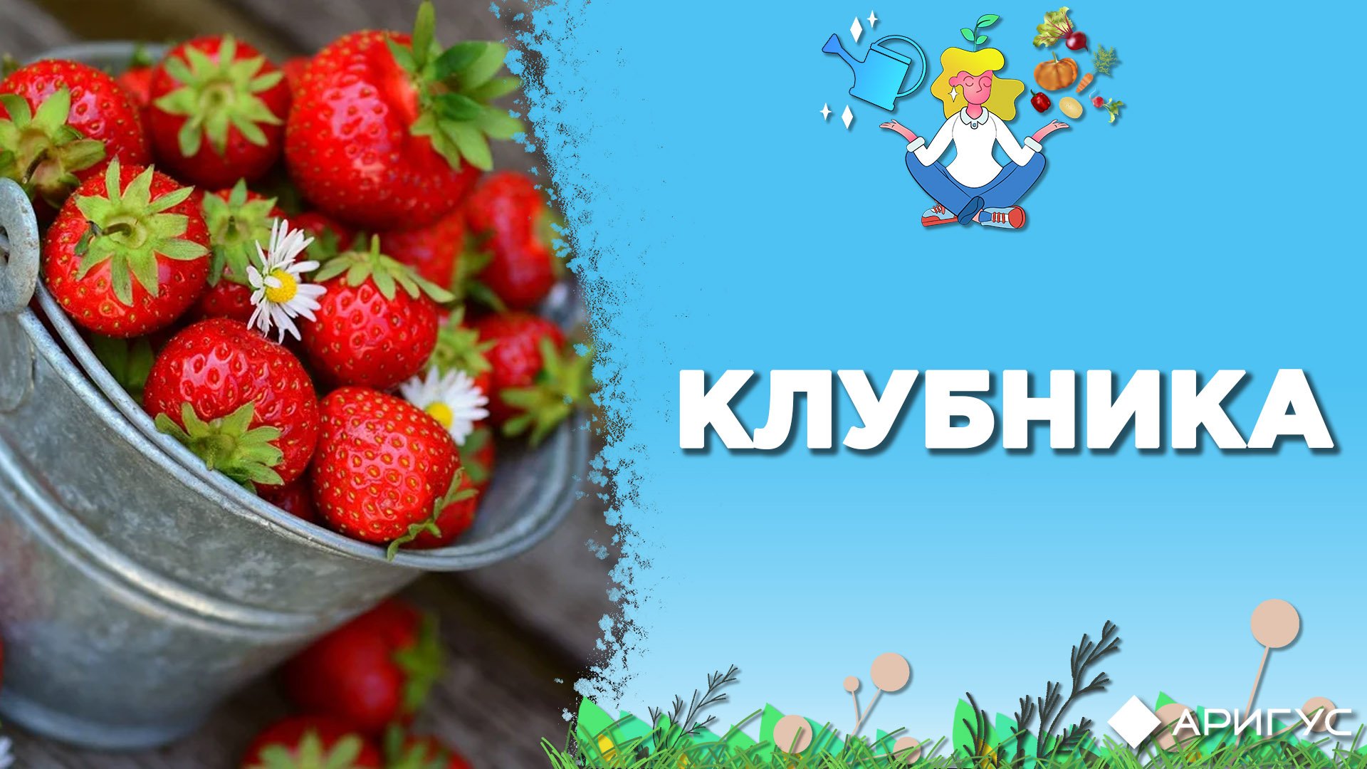 Как ухаживать за клубникой