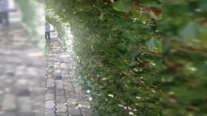 Гянджа. Парк Гейдара Алиева