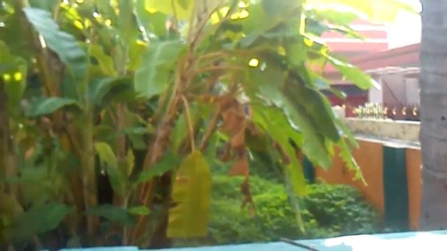 Растут бананы во дворе смотреть онлайн