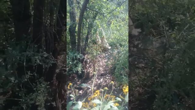 Индийский бегун дружная семья смотреть онлайн