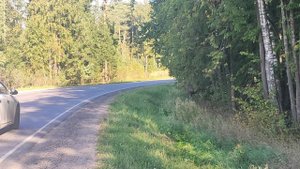 Лосиха тоже ведёт телёнка в школу