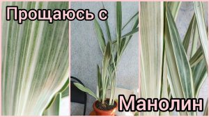 Решилась? #продам? #Сансевиерия Манолин отправится в новый дом?  #цветы #растения #Липецк