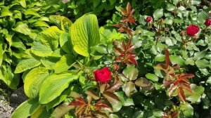 Почему не цветут РОЗЫ? Что делать?