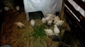 Кобб-500 на маточное стадо. Бройлер не на мясо. Начало.