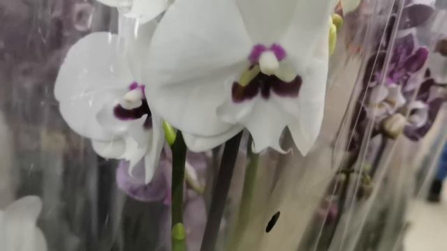 ШИКАРНЫЕ ОРХИДЕИ ?в магазине ?ФЛОРЕВИЛЬ? по очень приятным ценам.