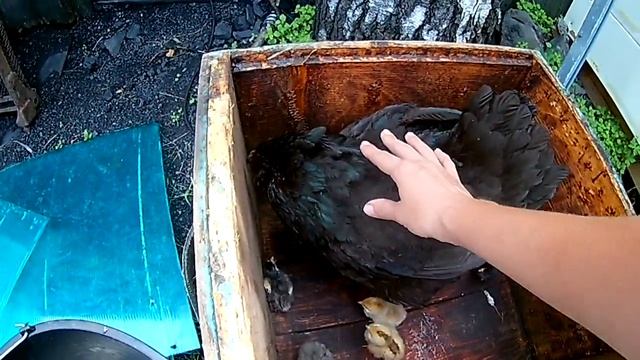 Курица вывела цыплят под крышей// Жизнь в деревне смотреть онлайн