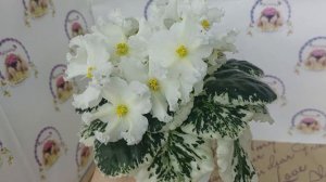 Фіалка ЛЕ-Бризингида. Огляд сорту.