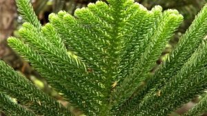 Араукария -  виды и сорта.