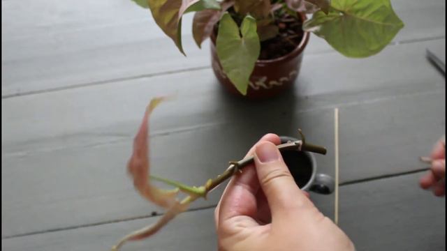 Syngonium podophyllum stekken смотреть онлайн