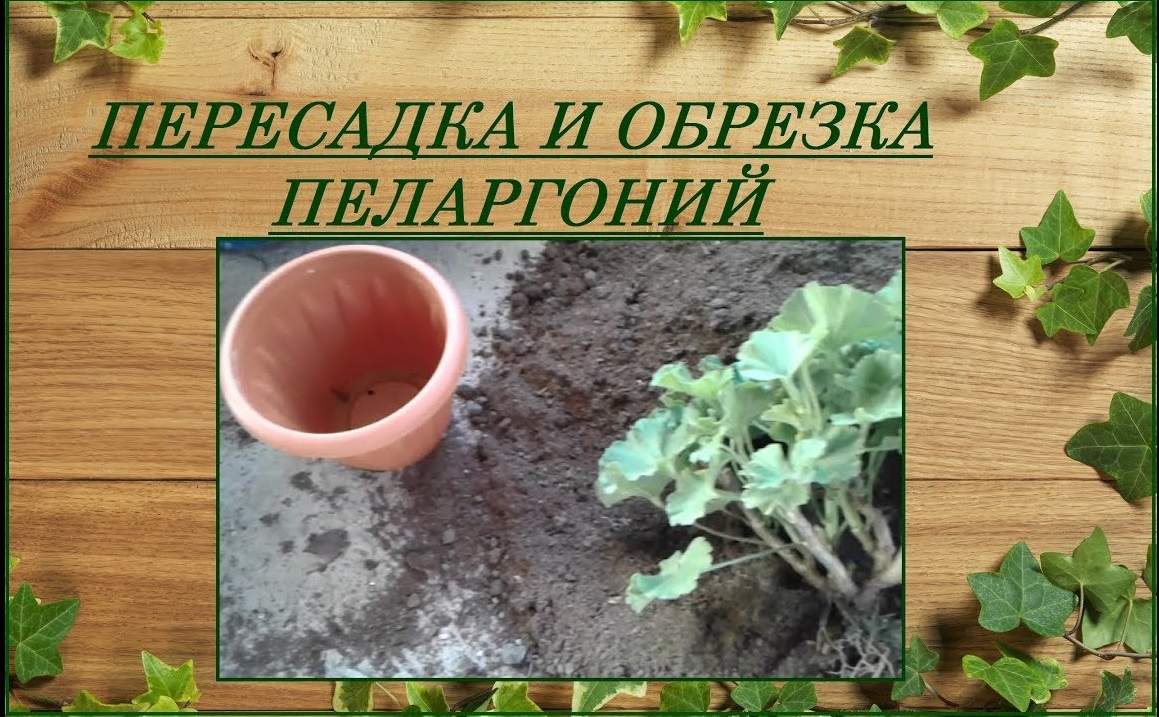 Пеларгония зональная осенняя пересадка и обрезка смотреть онлайн