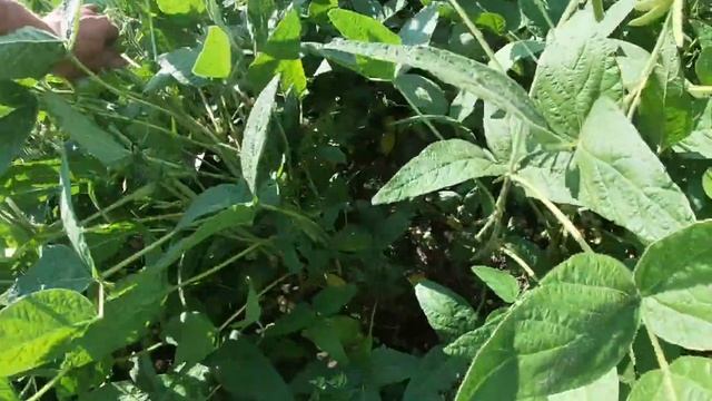 Сравнение сои на 30 и на 15 см смотреть онлайн