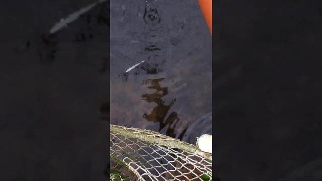 Нужен Пруд на даче , как запустить и выращивать рыбу у себя на даче в пруду. смотреть онлайн