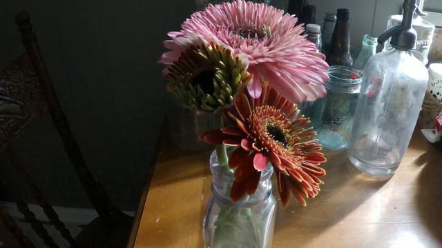 Gerbera Daisy time-lapse смотреть онлайн