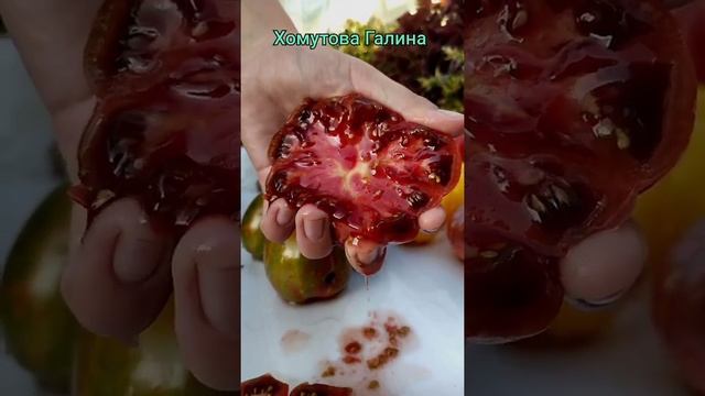 Продажа семян томатов! Каталог на моей странице в одноклассниках. смотреть онлайн