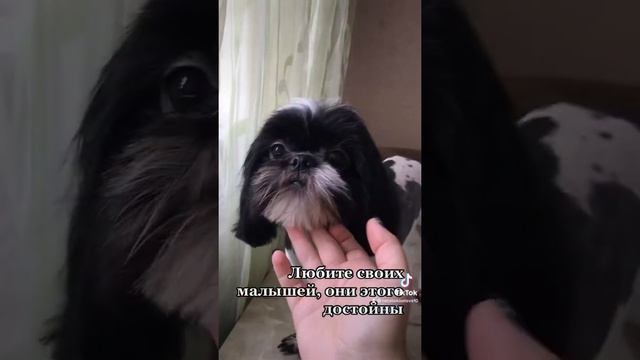 ШитЦу , стрижка Шитцу , вся в калтунах , снимаем шубу готовим к лету смотреть онлайн