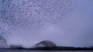 Murmuration