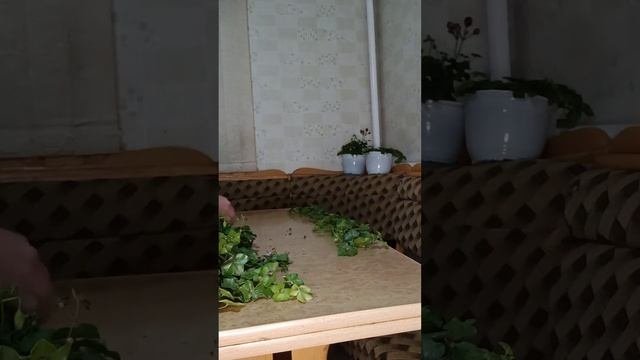 Плющелистная пеларгония. Обрезка, черенкование, уход.