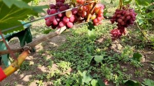 Виноград Конфетка селекція Писанки О.М