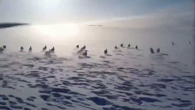 прикол на охоте тьма зайцев смотреть всем!!!