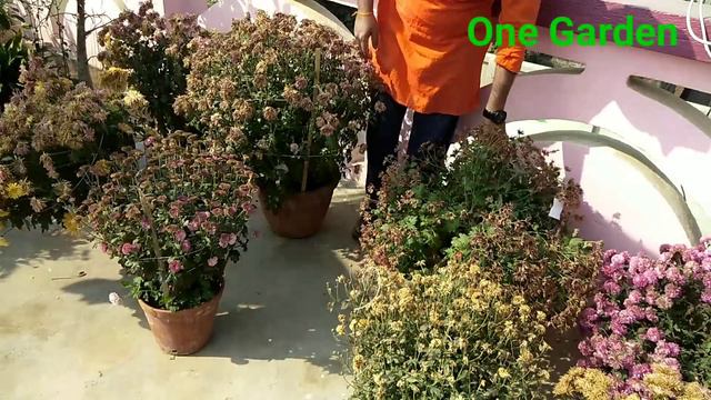 Winter garden overview, Last video of Winter Garden, part 15 смотреть онлайн