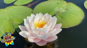 Нимфея Rattana Ubol (Раттана Убол) кувшинка, waterlily, водные растения, пруд