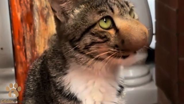 A Little Kitten with a HUGE Nose was Standing On the Side of the Road Crying смотреть онлайн