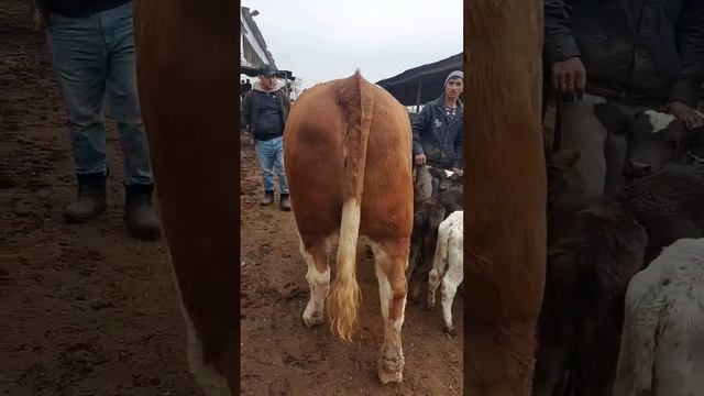 САМАЯ КРУПНАЯ КОРОВА В ТАДЖИКИСТАНЕ НА РЫНКЕ #Shorts смотреть онлайн