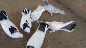 Широкохвостые бакинские голуби в Астрахани!