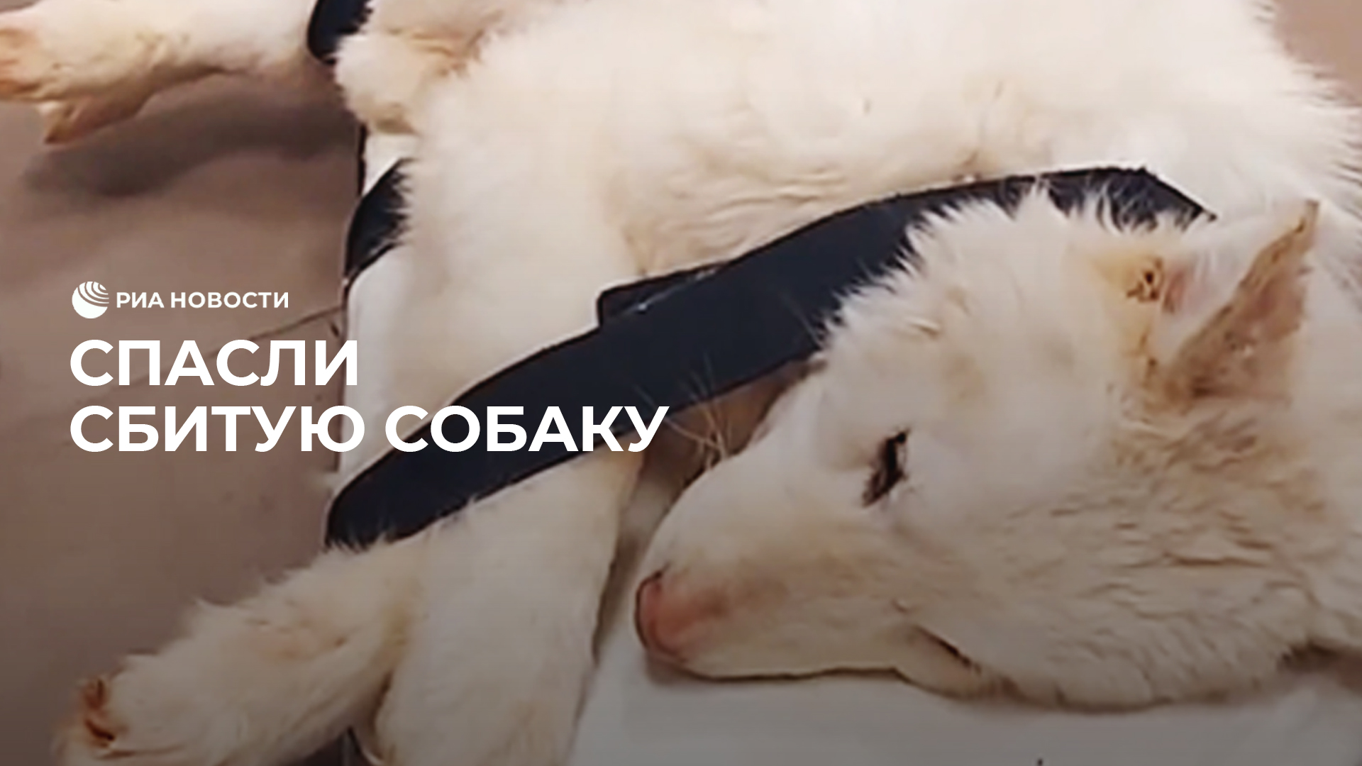 марина малафеева похороны марина малафеева похороны. клип умершему видео. клип умершему видео. вечная память. отец на небесах.