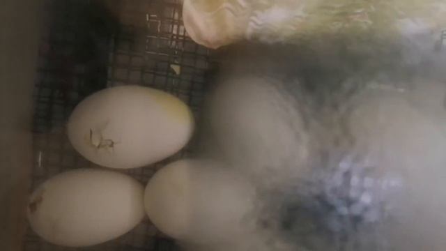 итоги инкубация гусиного яйца в самодельном инкубаторе смотреть онлайн