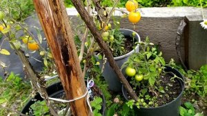 Сорта томатов "Золотце" и "Де Барао чёрный".