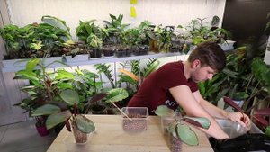 РАЗМНОЖЕНИЕ КАЛАТЕИ СИЛЬВЕР ПЛАТЕ | ВОТ ЭТО РЕЗУЛЬТАТ