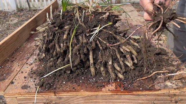 Perennials - Jewelry in the garden смотреть онлайн