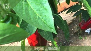 🌶Топ перцев для Сибири!❄️