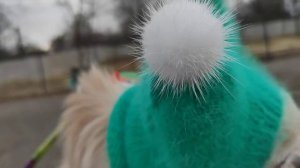 ? Шапочка для собачки"ВОЛЧОК" из норки. / ? Ссылка на МК в описании.