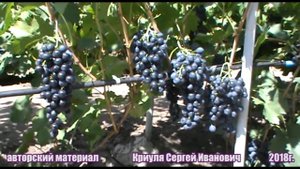 Виноград Сфинкс - вкусный и надежный