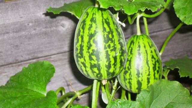 семена томатов смотреть онлайн