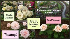 Сорта роз для сада в пастельных тонах.