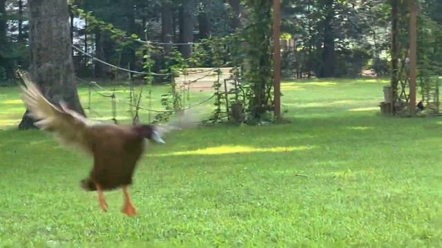 Khaki Campbell Duck Flying Away From Deer смотреть онлайн